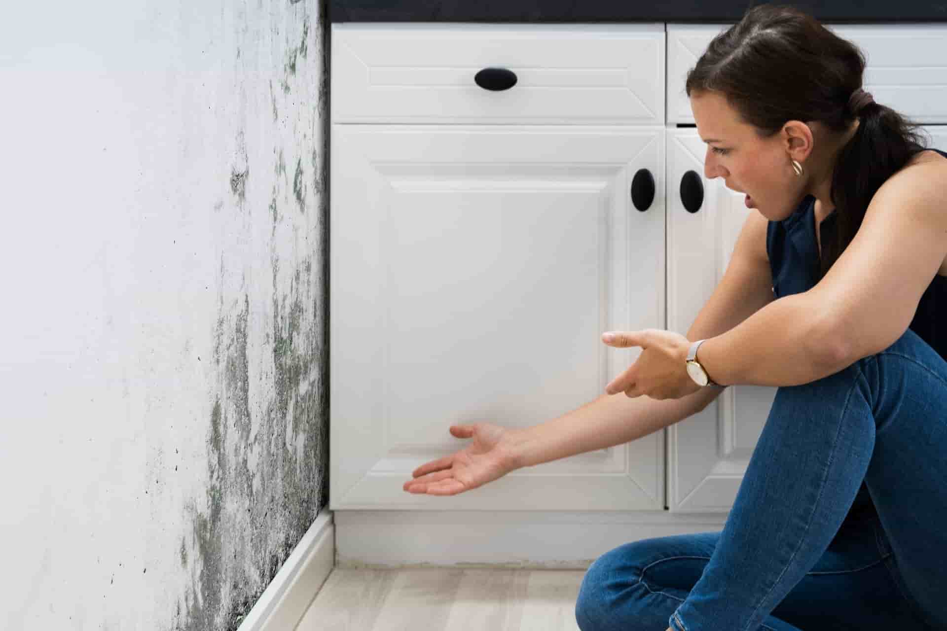 Mold Damage and Insurance Claims in St. Augustine